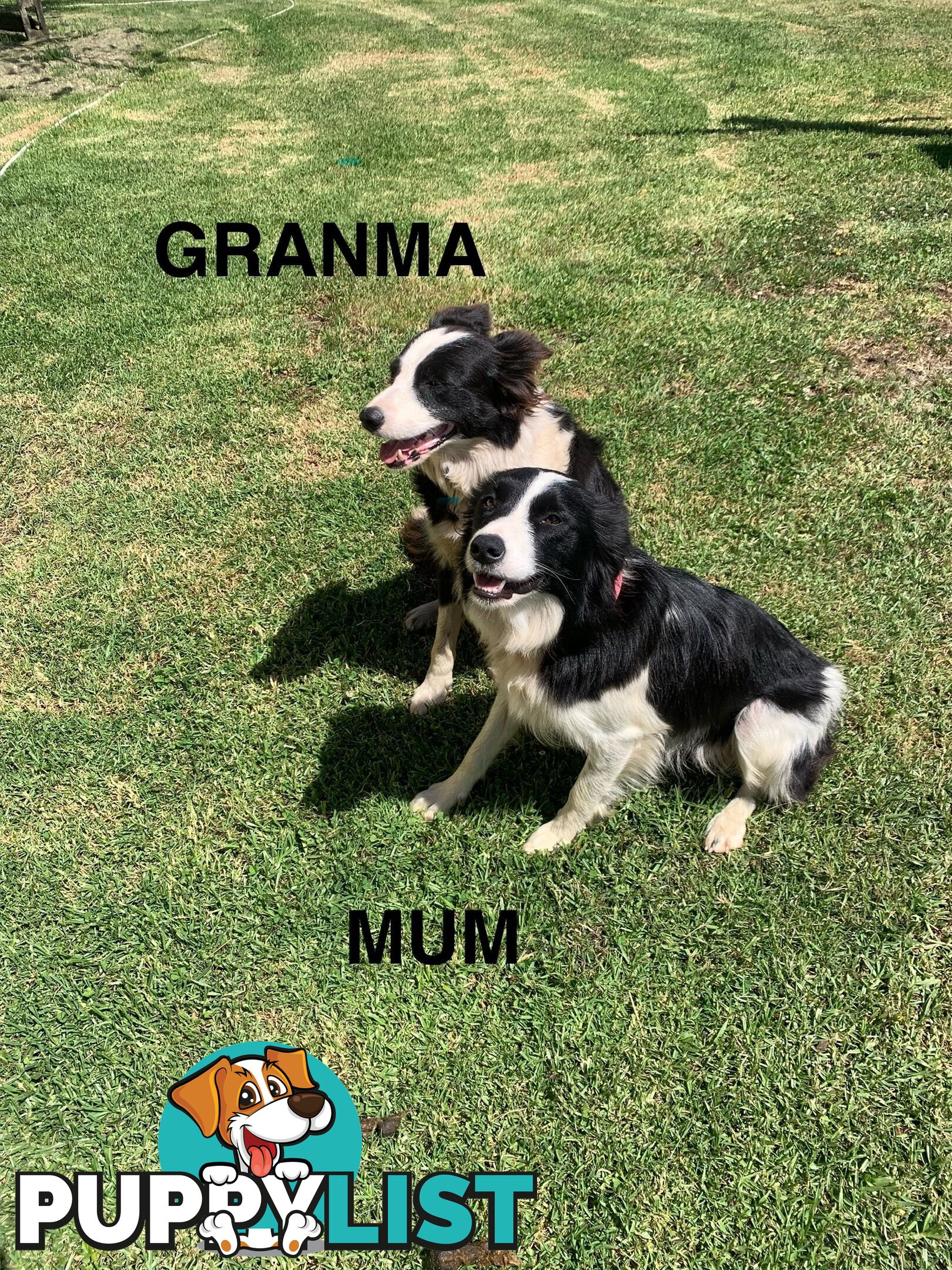 Purebred Border Collie Puppies