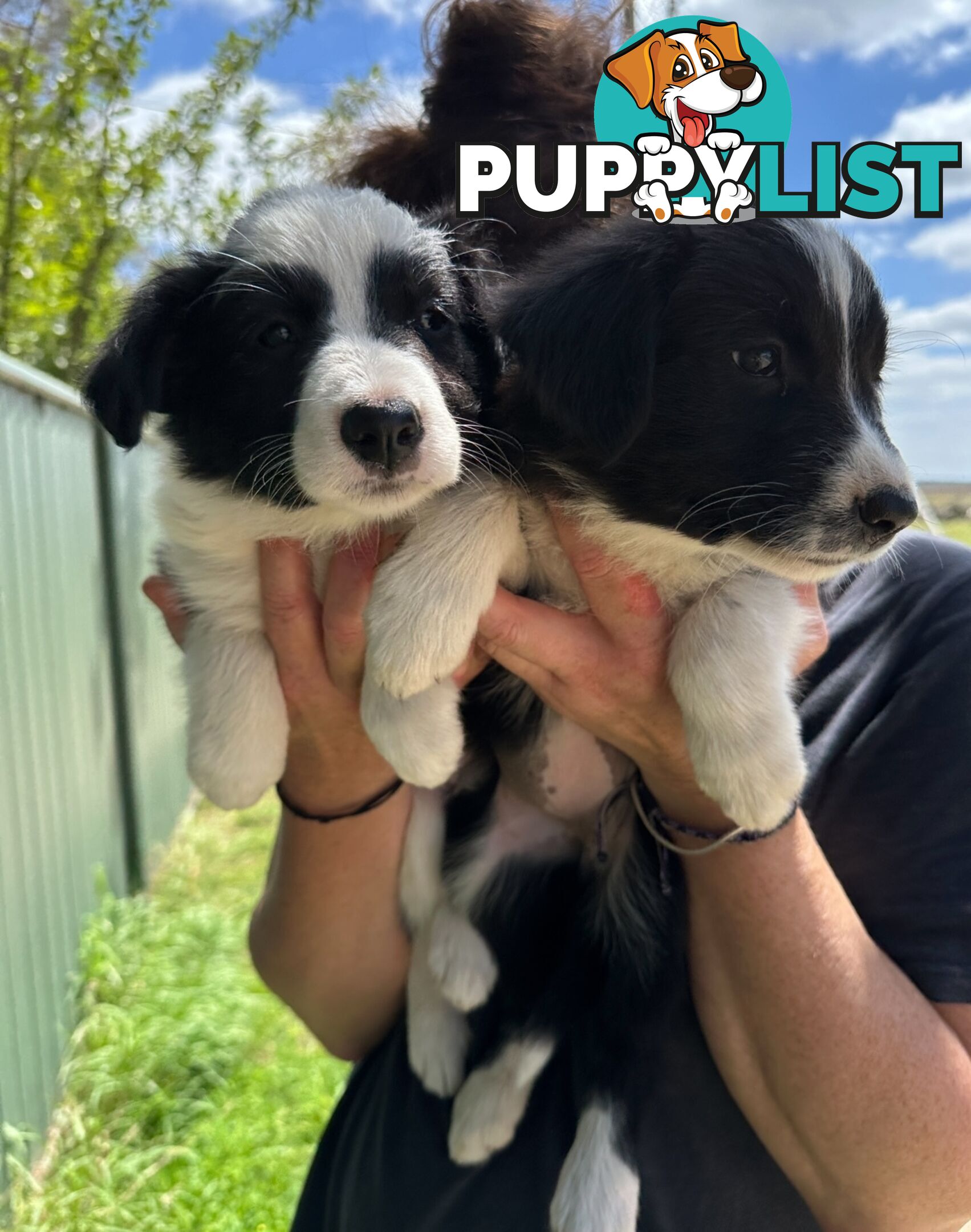 Purebred Border Collie Puppies