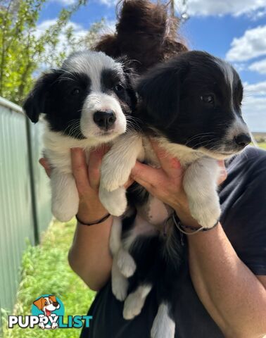 Purebred Border Collie Puppies