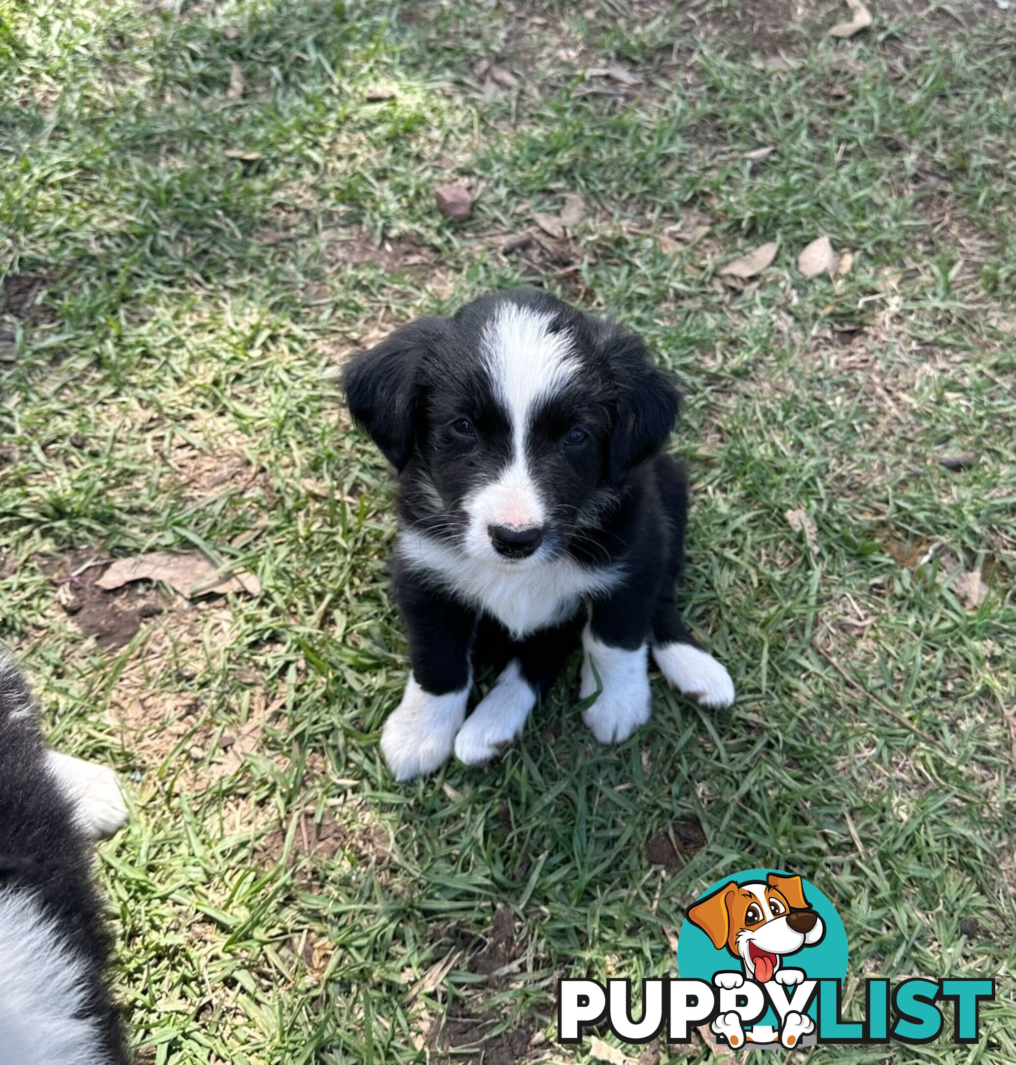 Purebred Border Collie Puppies