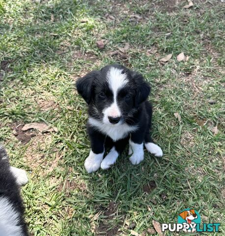 Purebred Border Collie Puppies