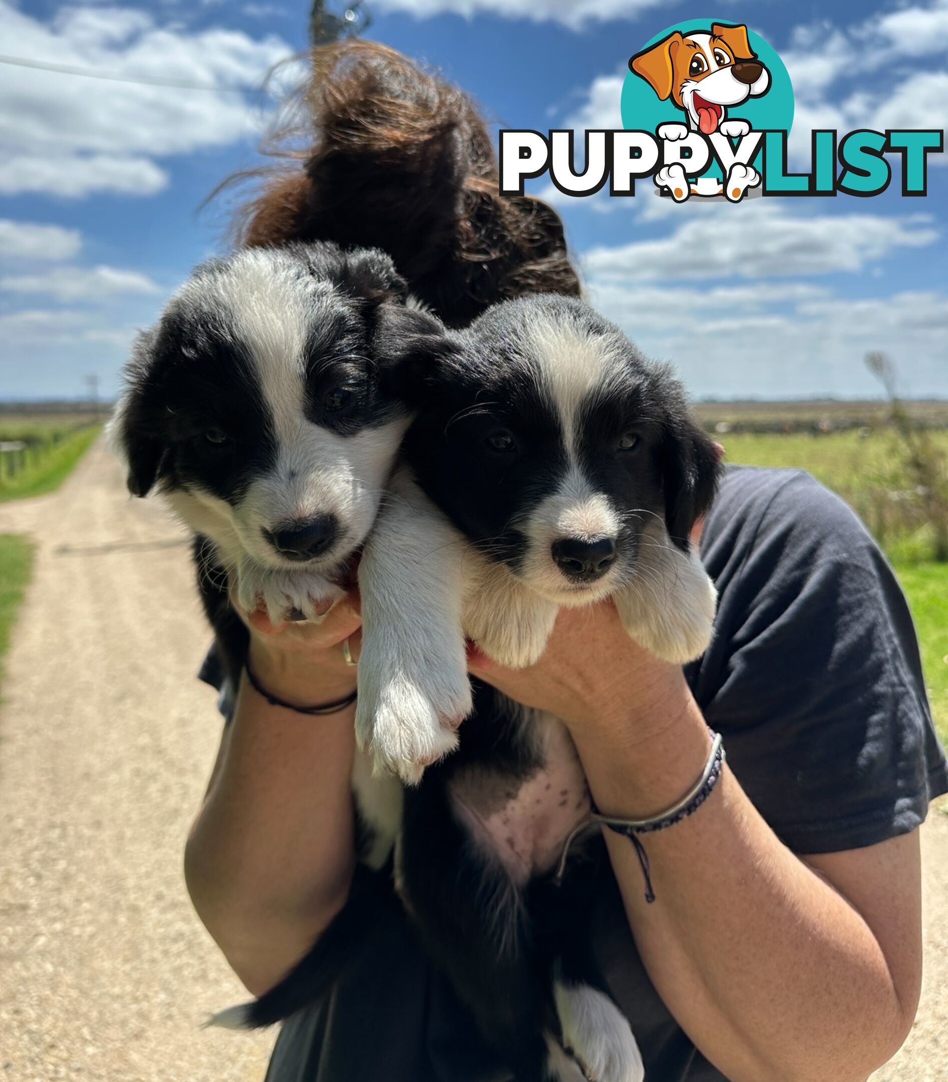 Purebred Border Collie Puppies