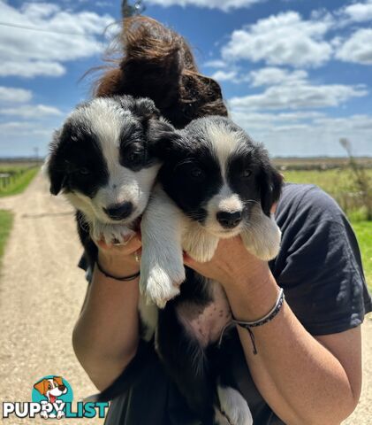 Purebred Border Collie Puppies