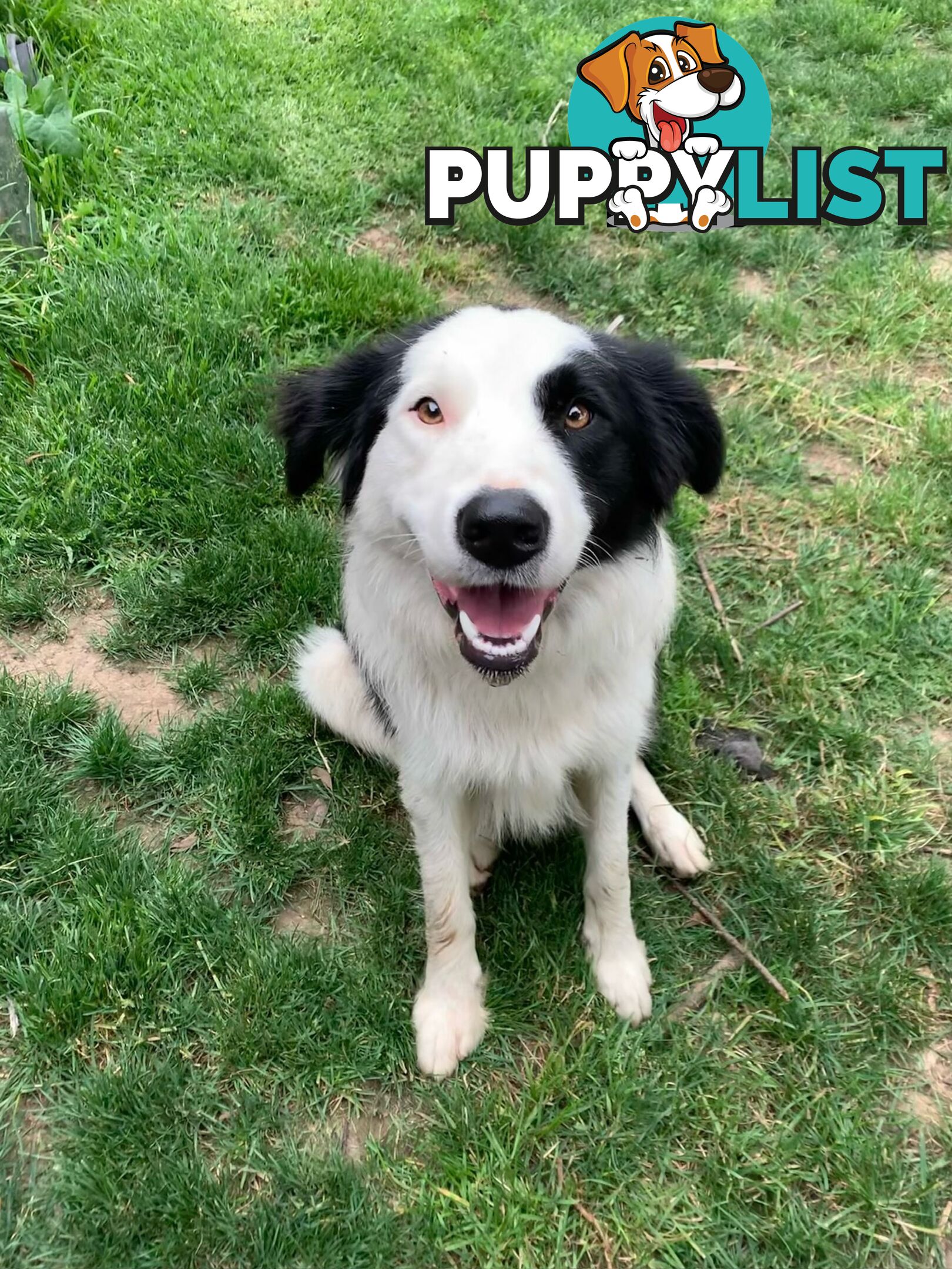 Purebred Border Collie Puppies