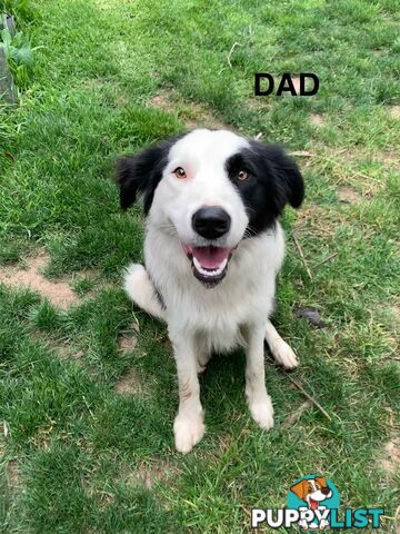 Purebred Border Collie Puppies