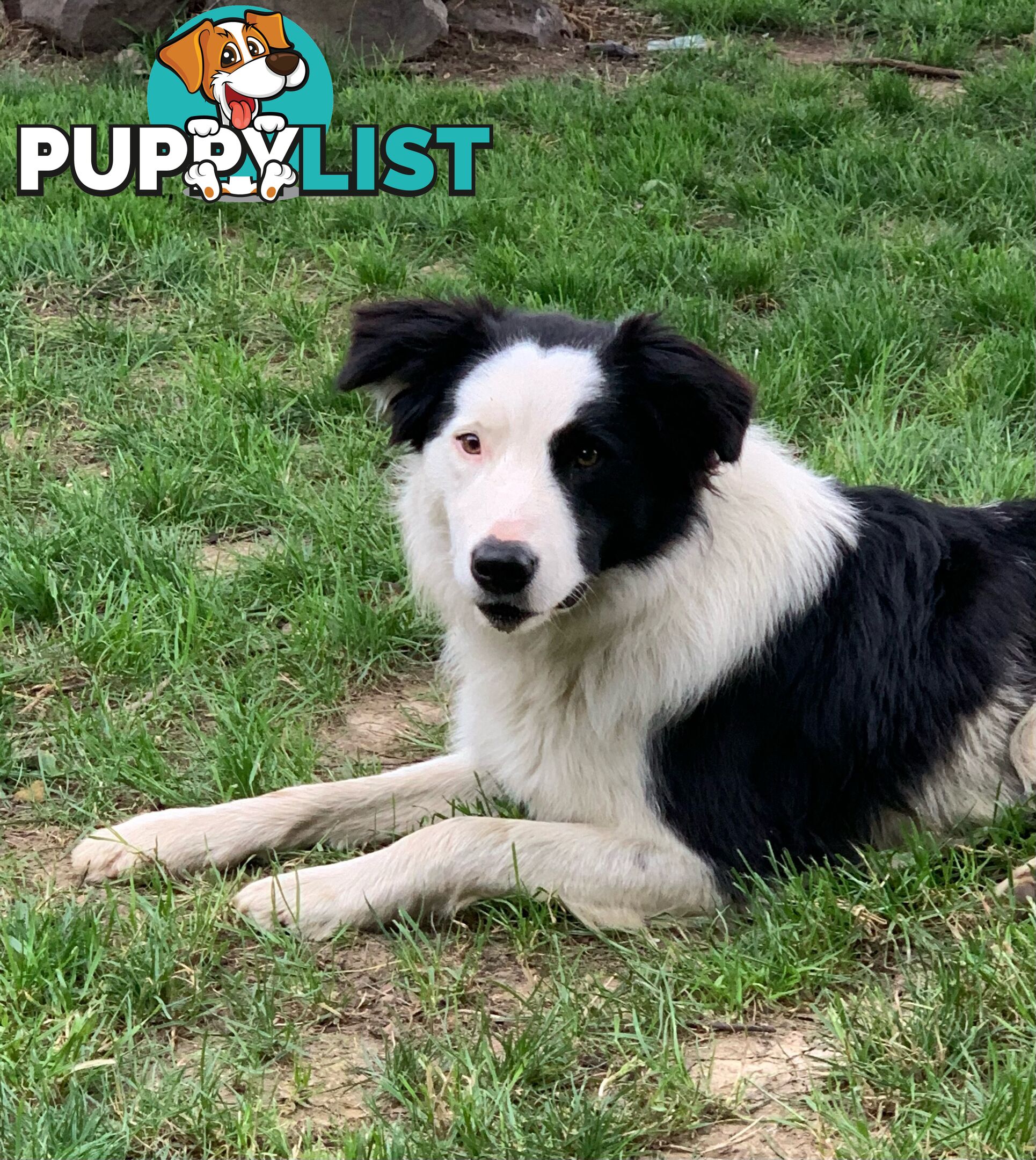 Purebred Border Collie Puppies