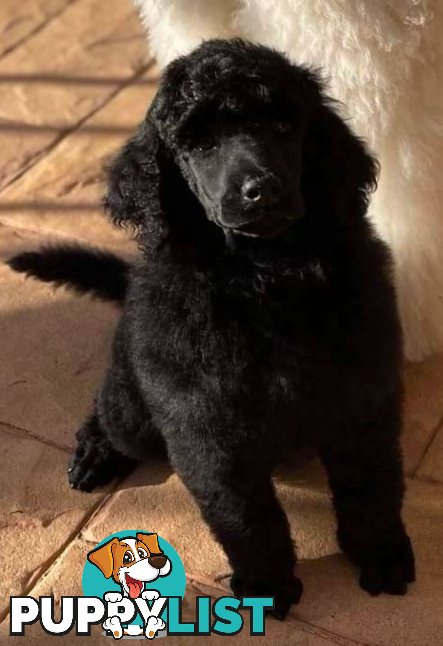 Standard Poodle puppies (purebred)