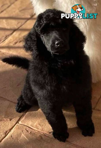 Standard Poodle puppies (purebred)