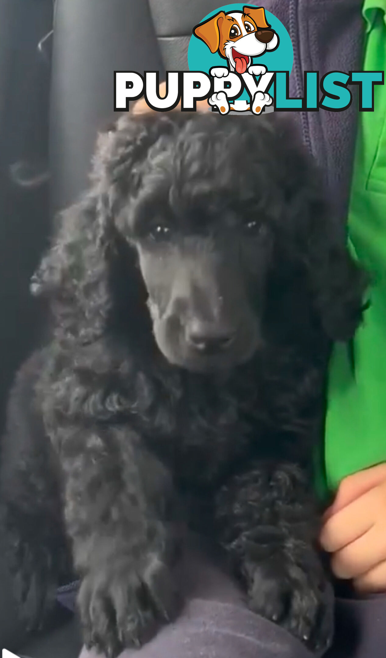 Standard Poodle puppies (purebred)