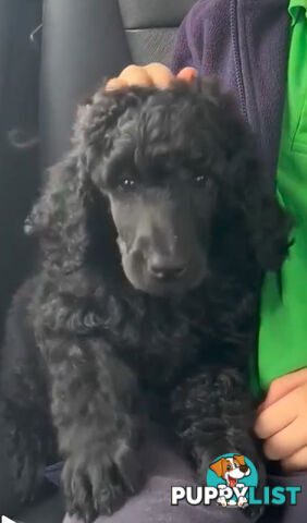 Standard Poodle puppies (purebred)