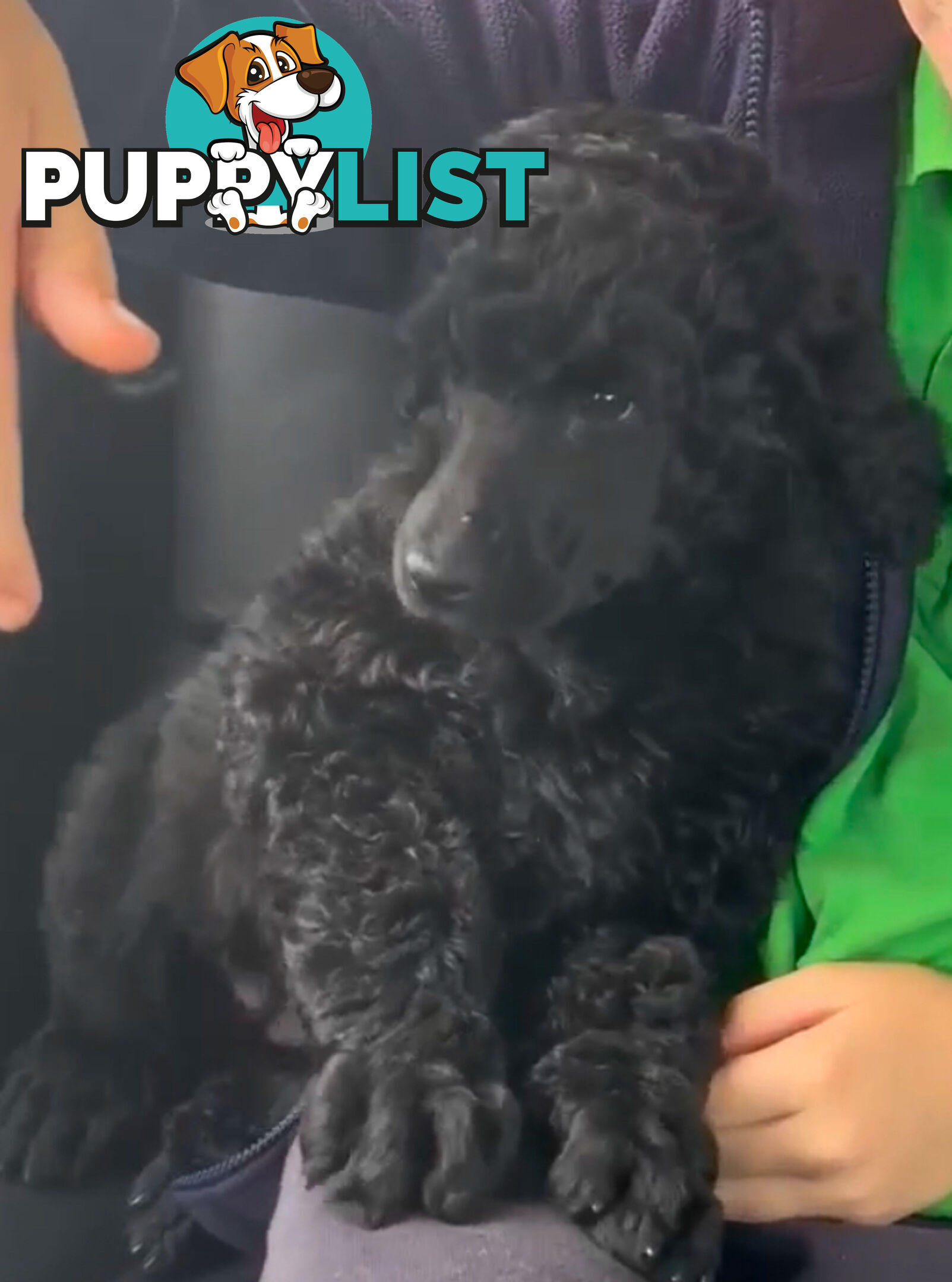 Standard Poodle puppies (purebred)