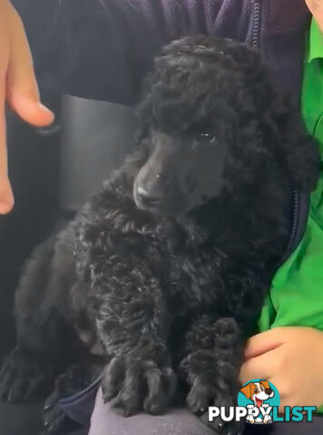 Standard Poodle puppies (purebred)