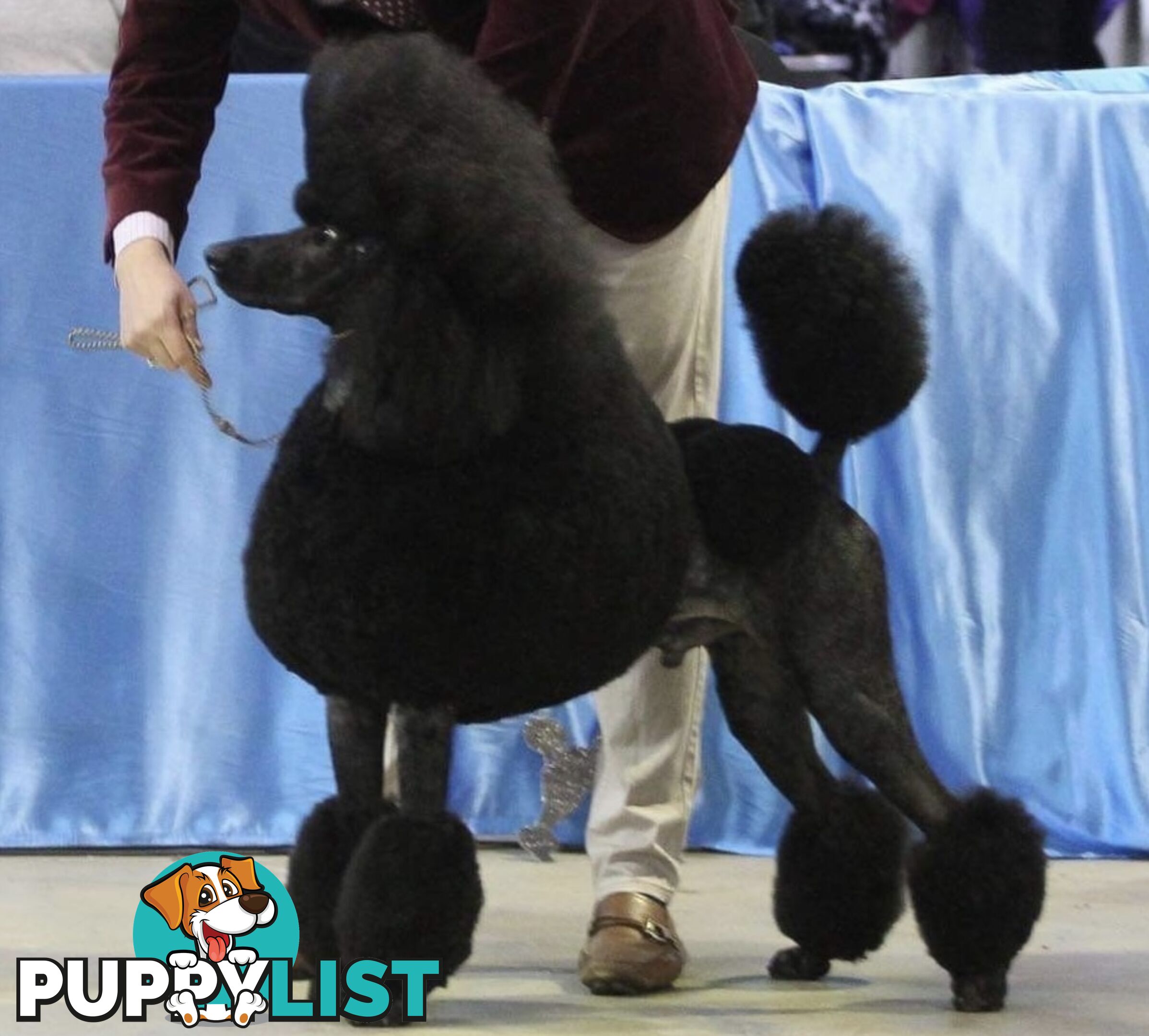 Standard Poodle puppies (purebred)