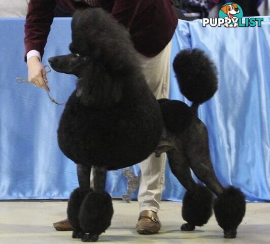 Standard Poodle puppies (purebred)