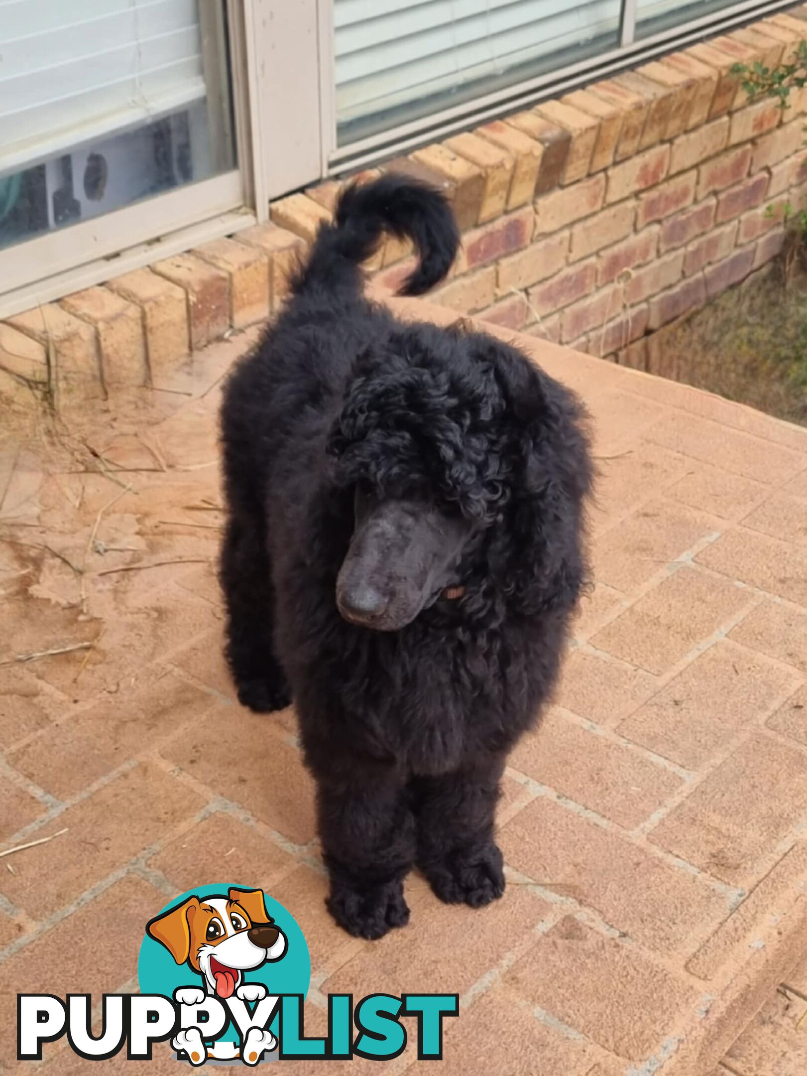 Standard Poodle puppies (purebred)