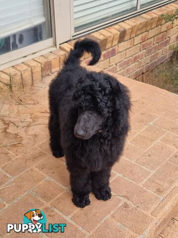 Standard Poodle puppies (purebred)