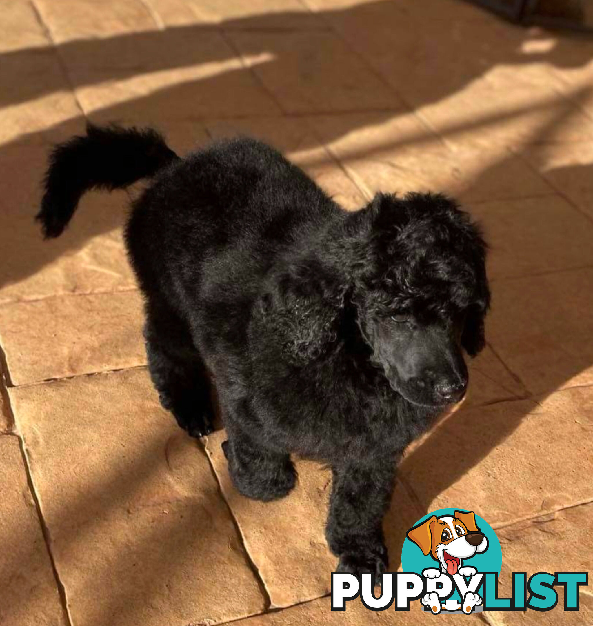 Standard Poodle puppies (purebred)