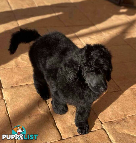 Standard Poodle puppies (purebred)