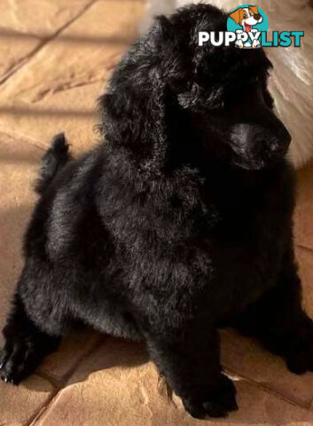 Standard Poodle puppies (purebred)