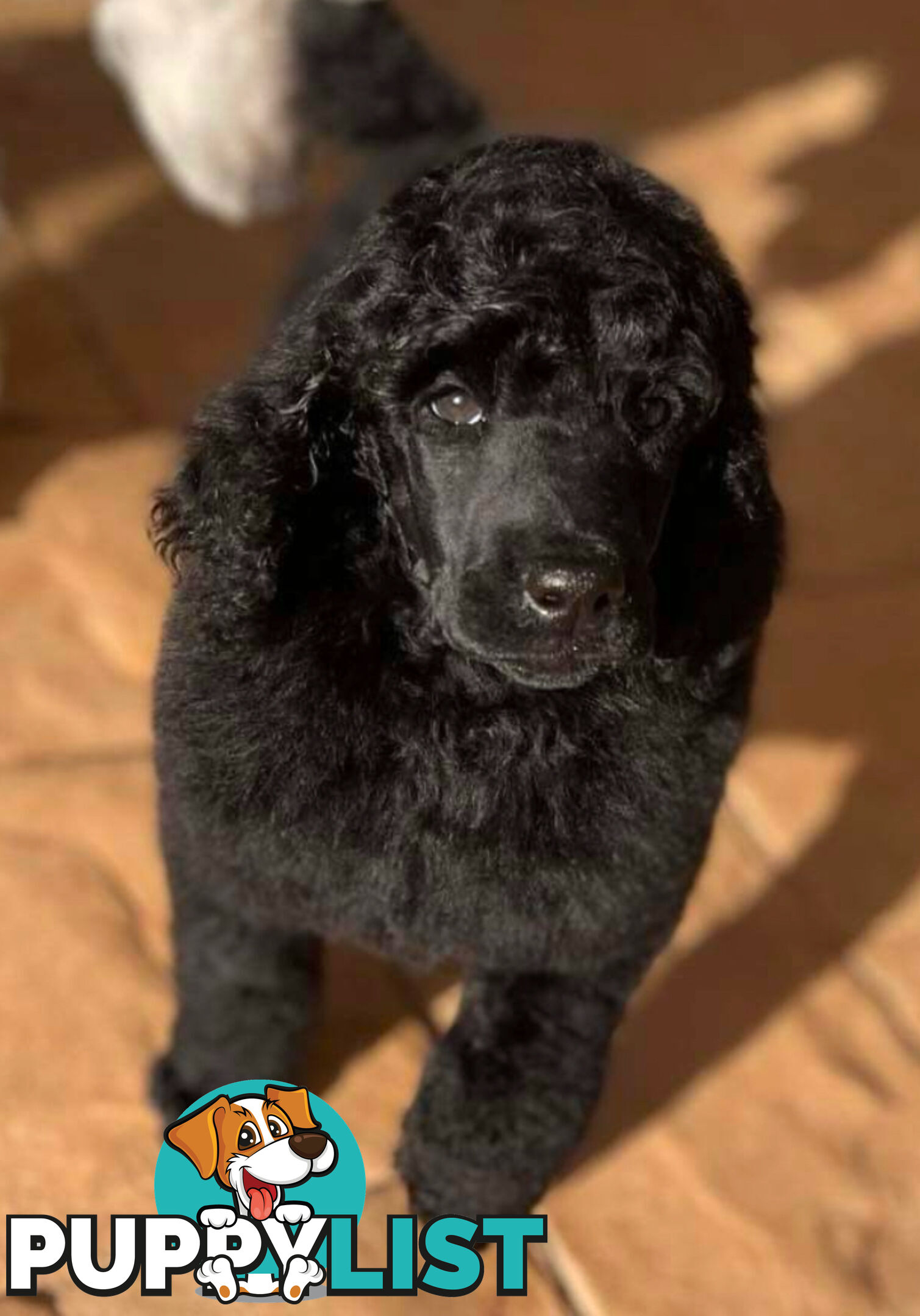 Standard Poodle puppies (purebred)