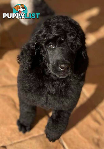 Standard Poodle puppies (purebred)