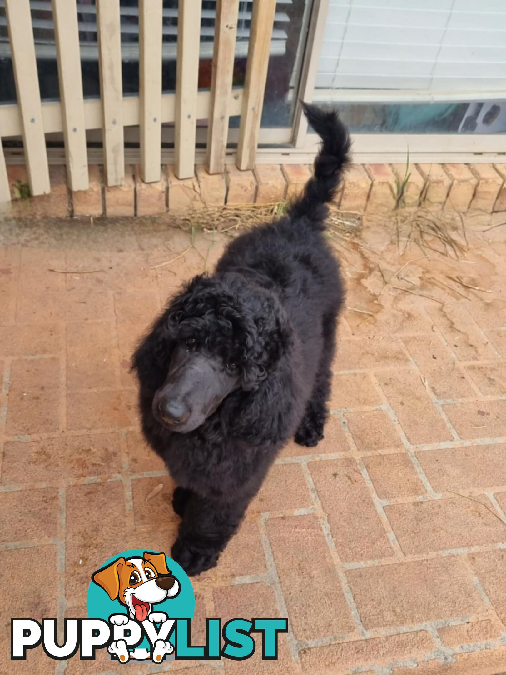 Standard Poodle puppies (purebred)