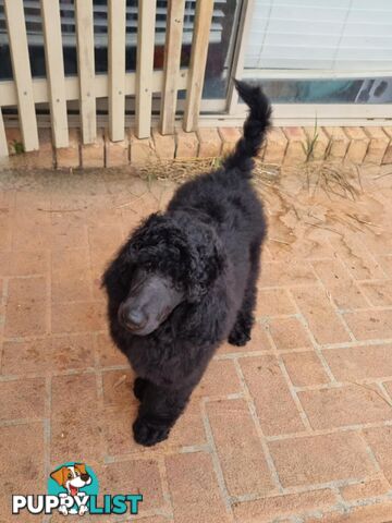 Standard Poodle puppies (purebred)