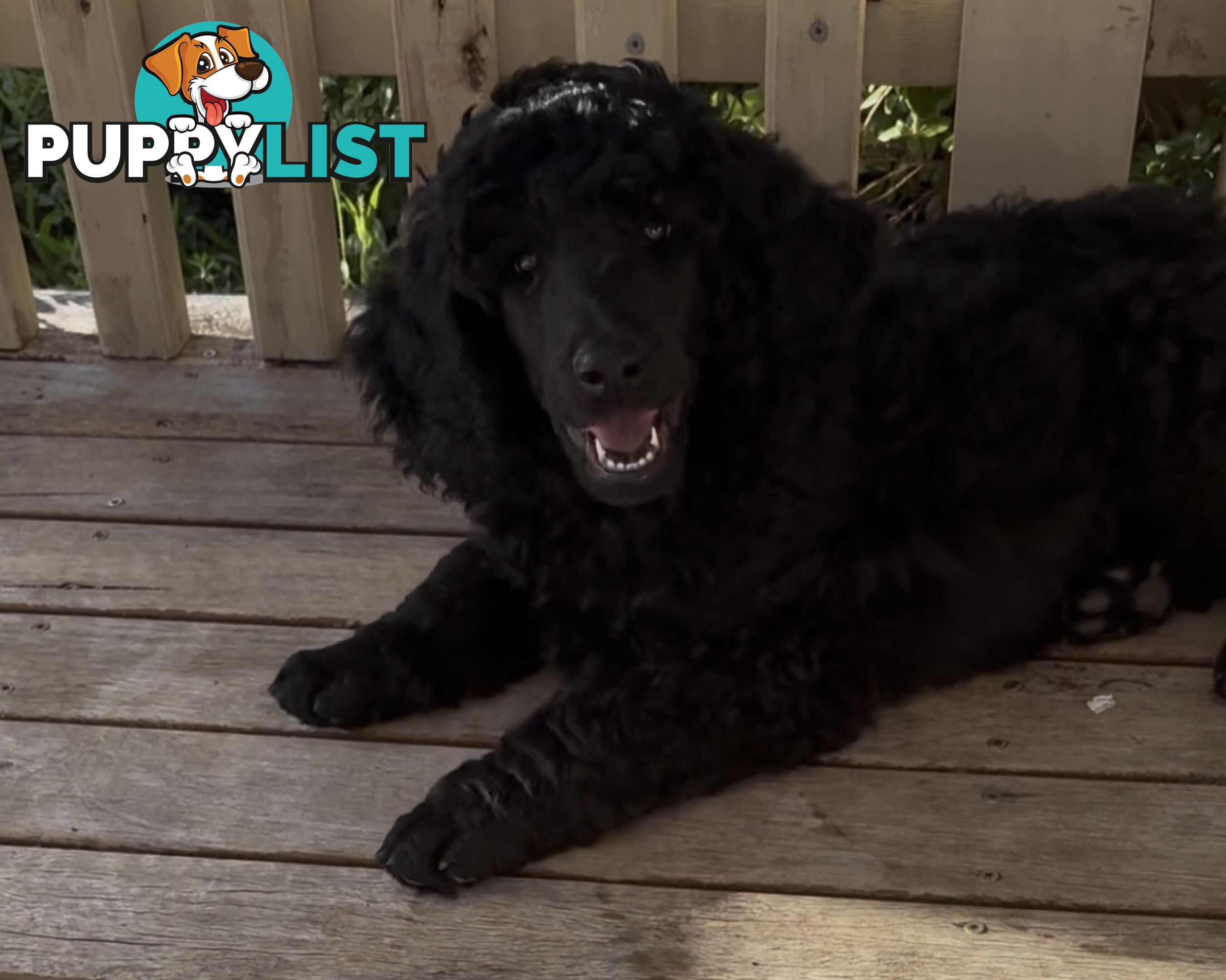 Standard Poodle puppies (purebred)