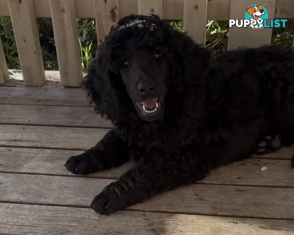 Standard Poodle puppies (purebred)