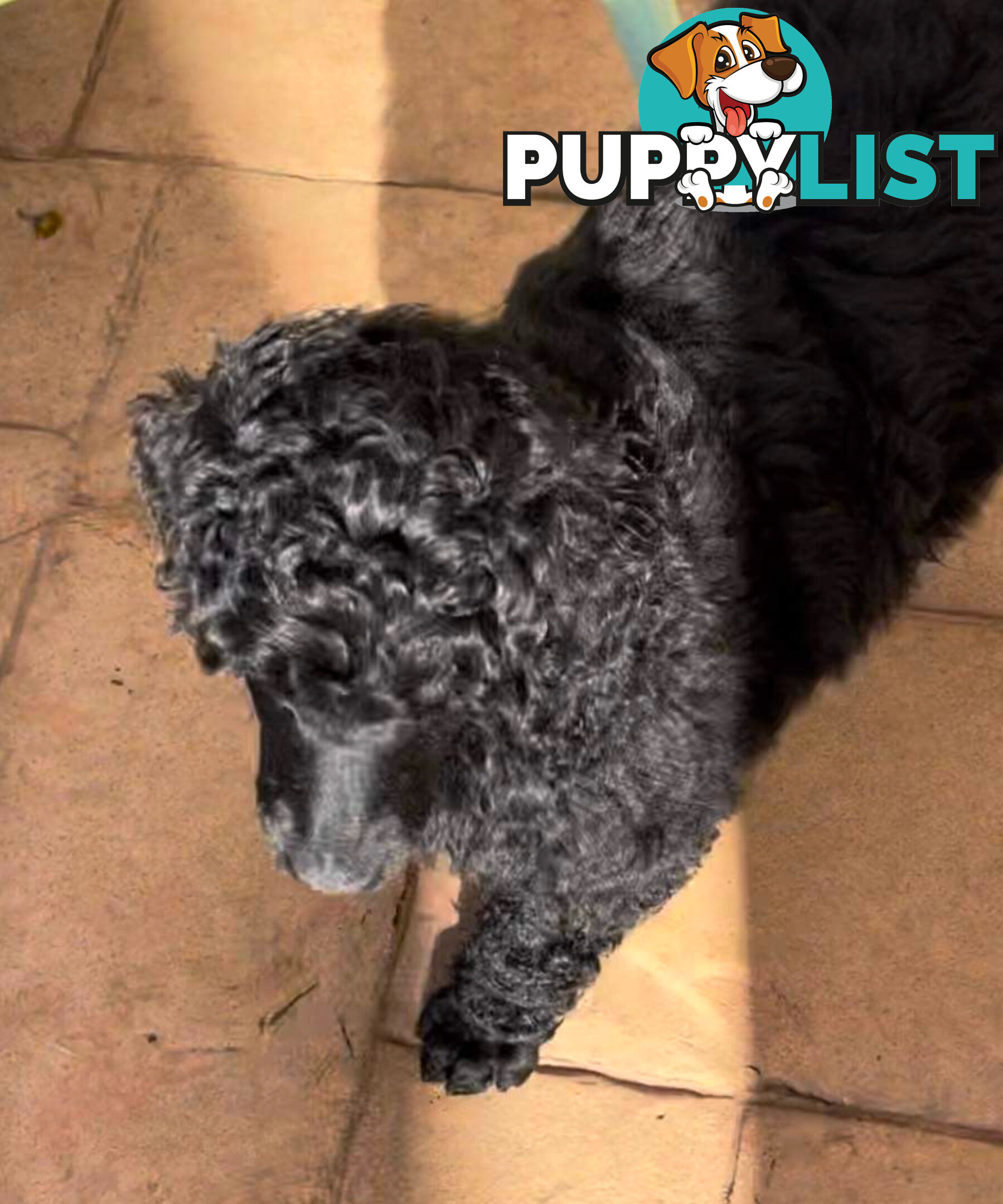 Standard Poodle puppies (purebred)