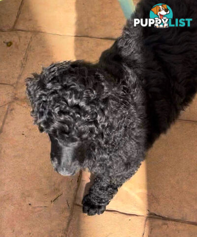 Standard Poodle puppies (purebred)