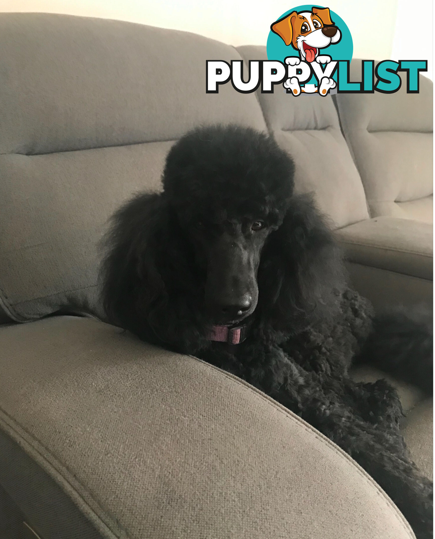 Standard Poodle puppies (purebred)