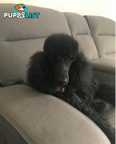 Standard Poodle puppies (purebred)