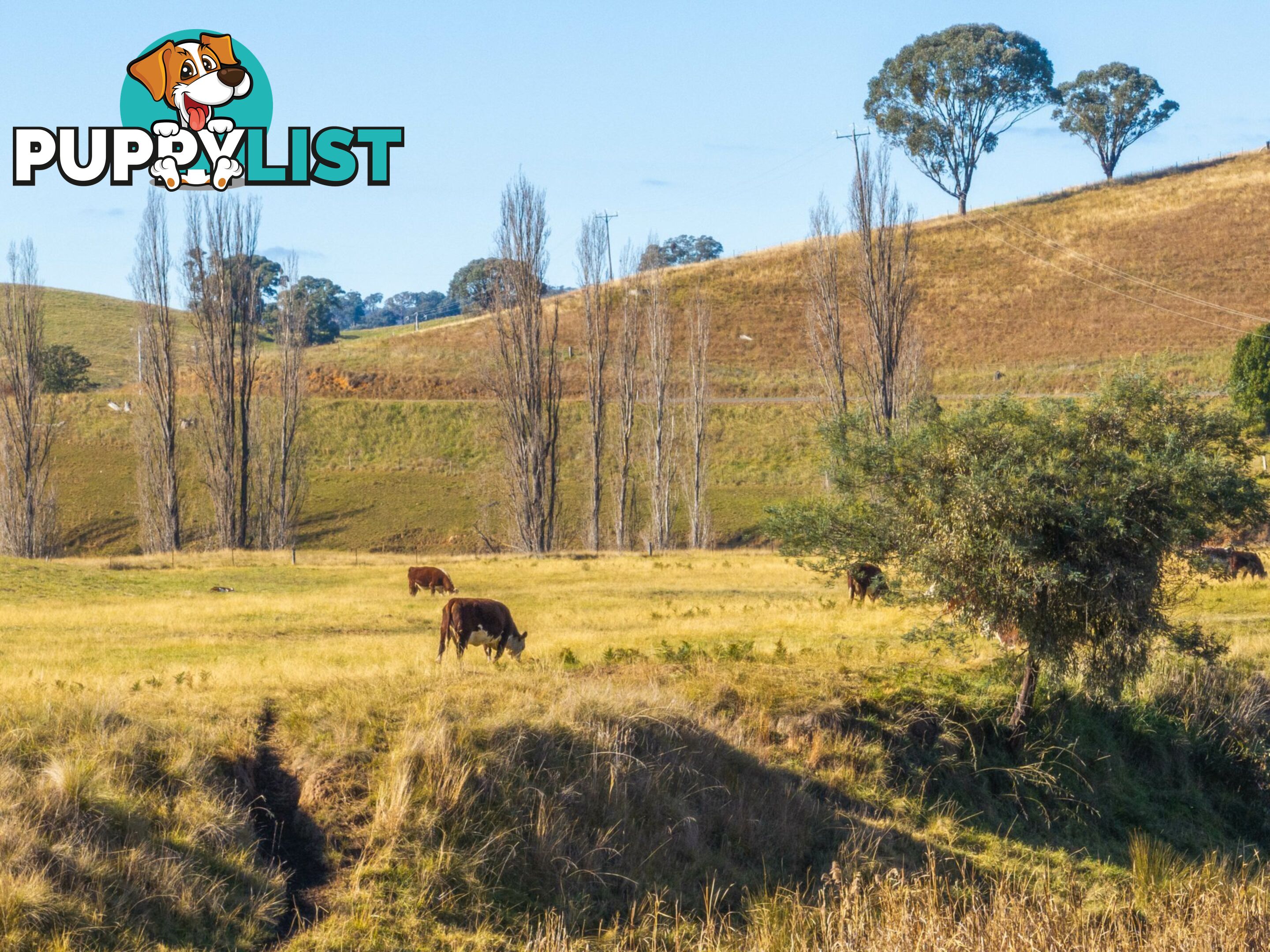 3 & 4 Sandy Creek Road REEDY FLAT VIC 3895