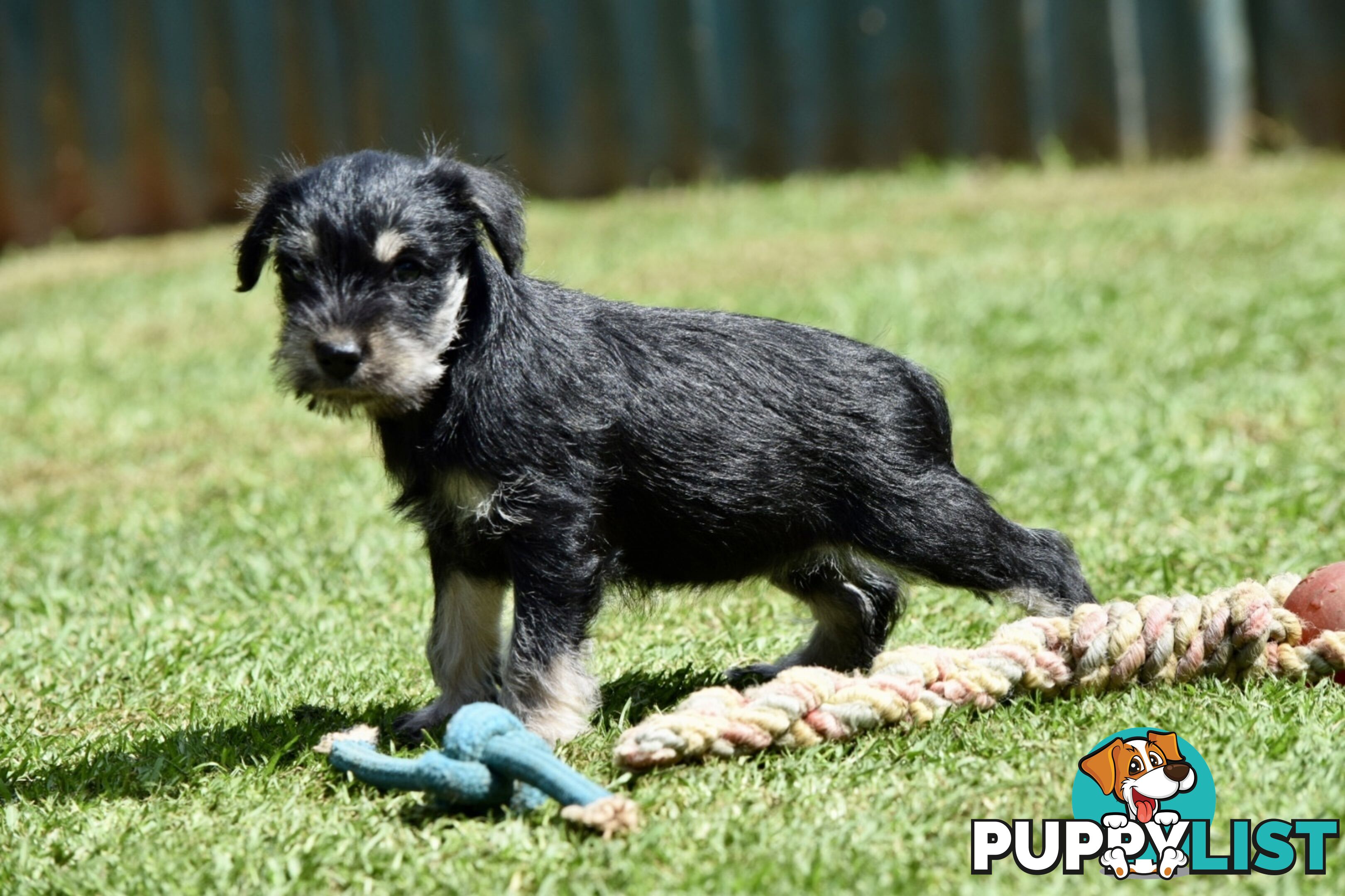 Pure schnauzer pups