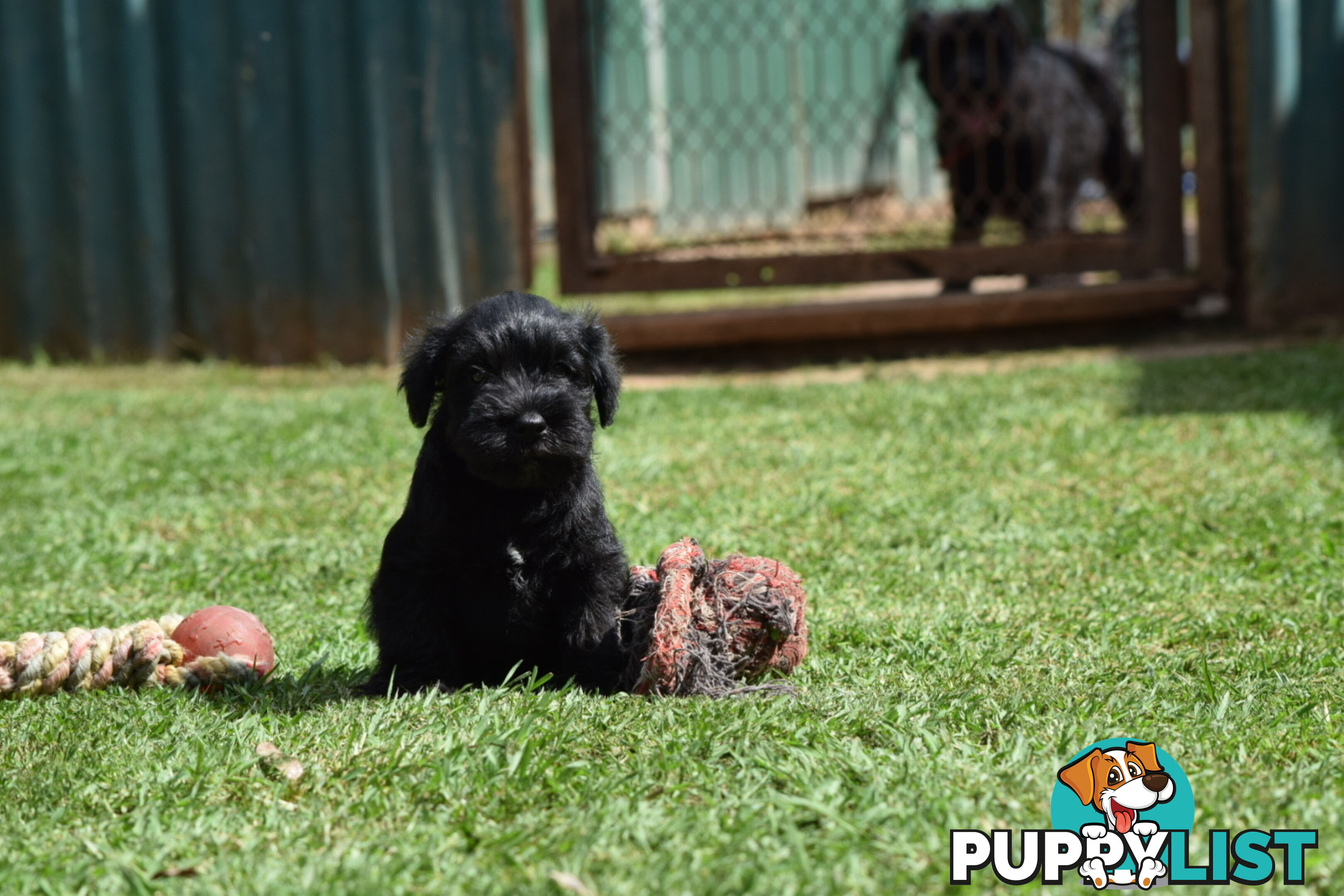 Pure schnauzer pups