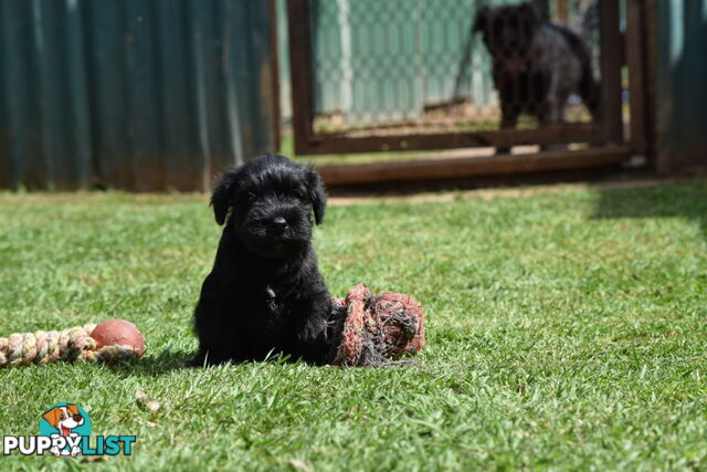 Pure schnauzer pups