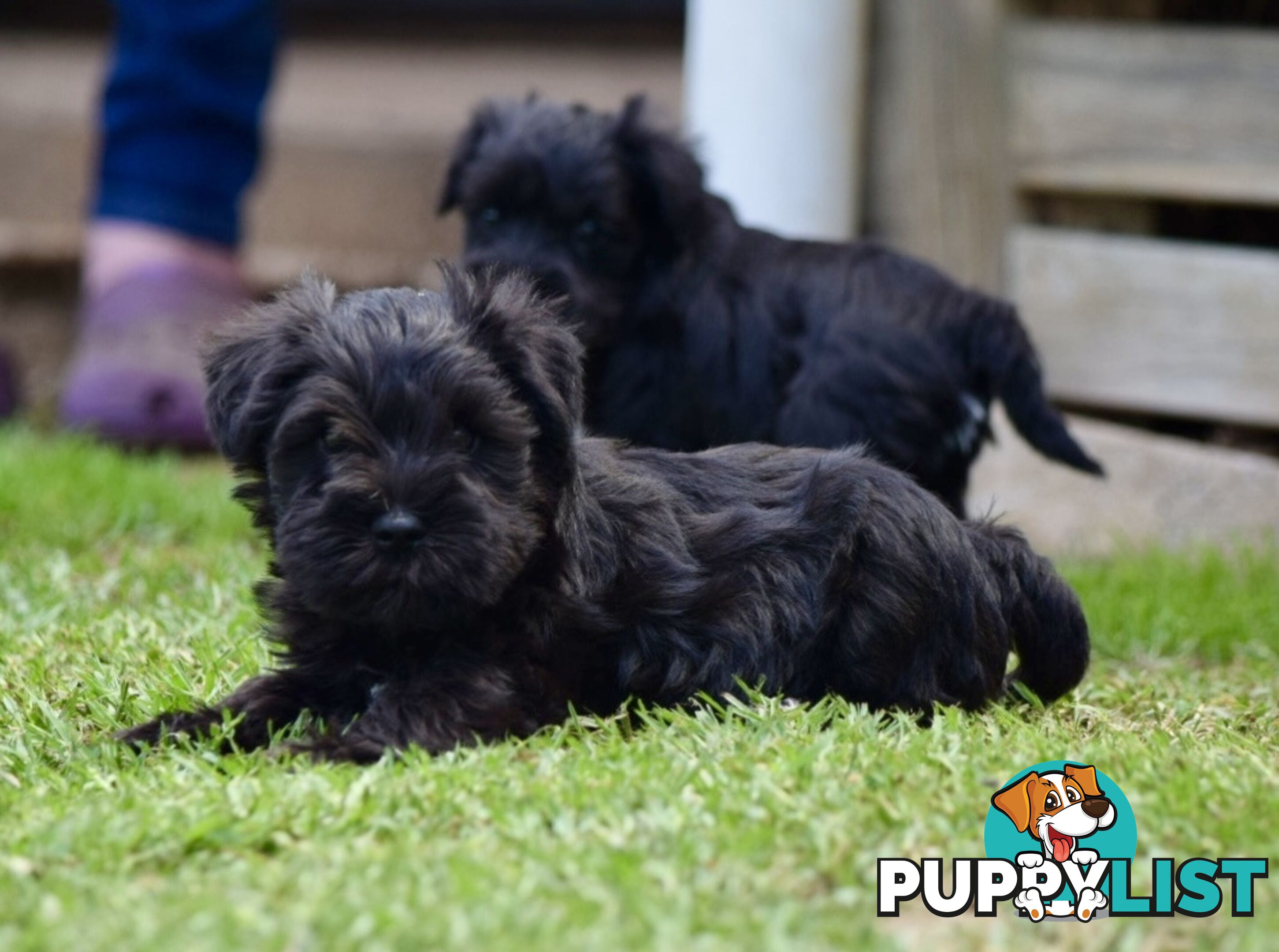 Pure schnauzer pups