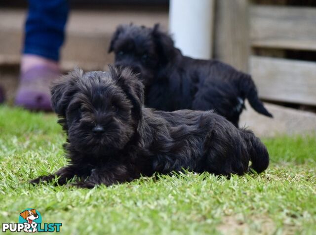 Pure schnauzer pups