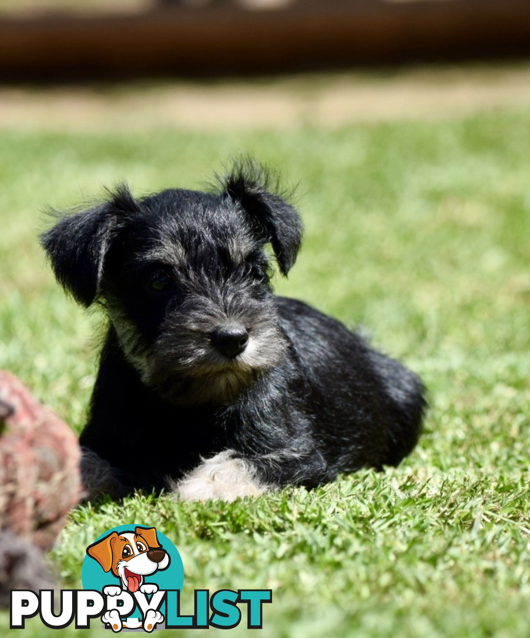 Pure schnauzer pups