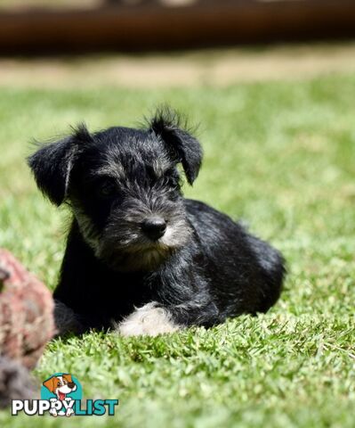 Pure schnauzer pups