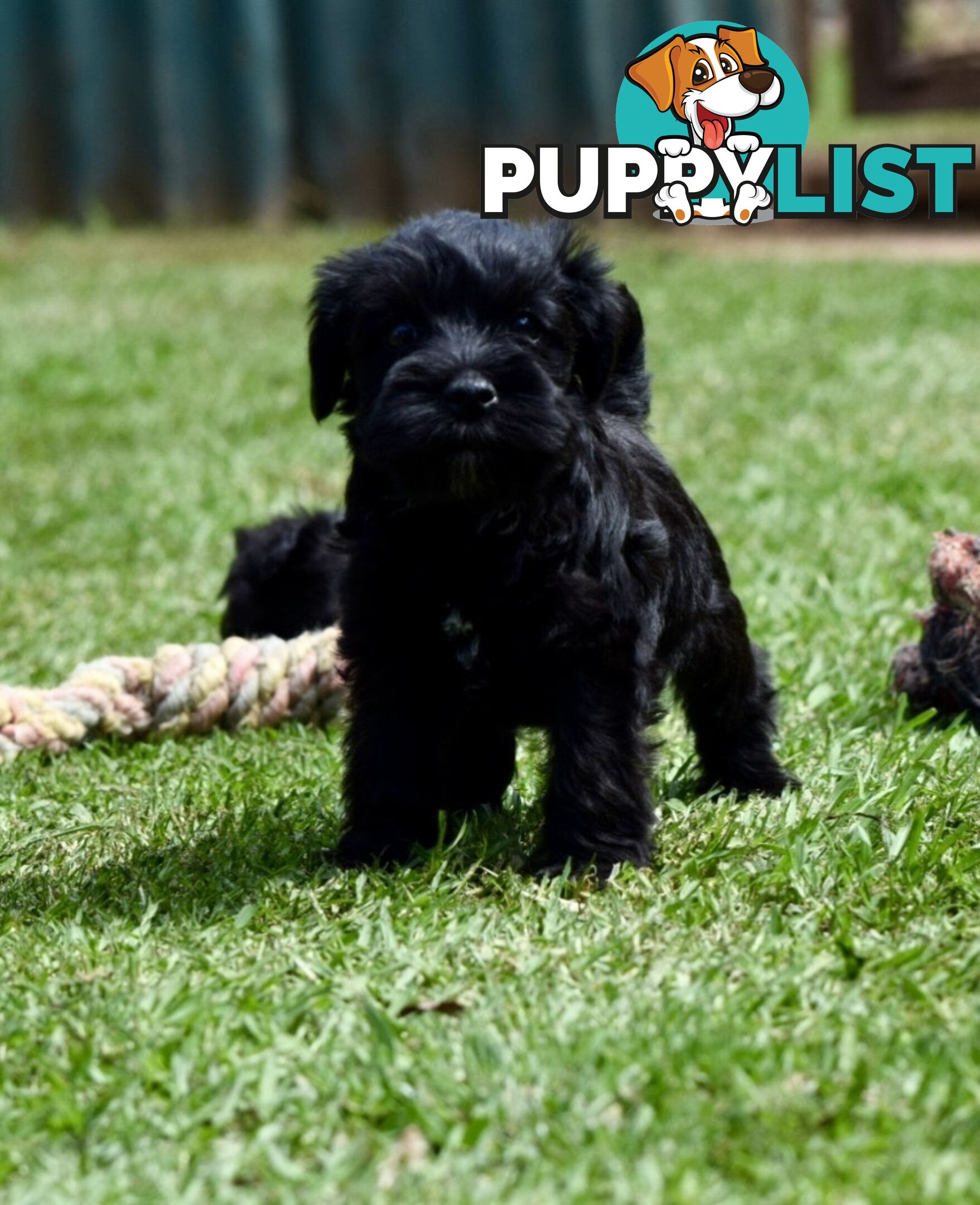 Pure schnauzer pups