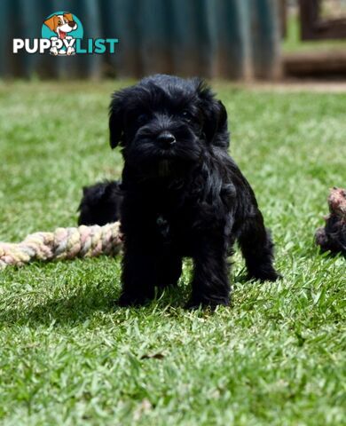 Pure schnauzer pups