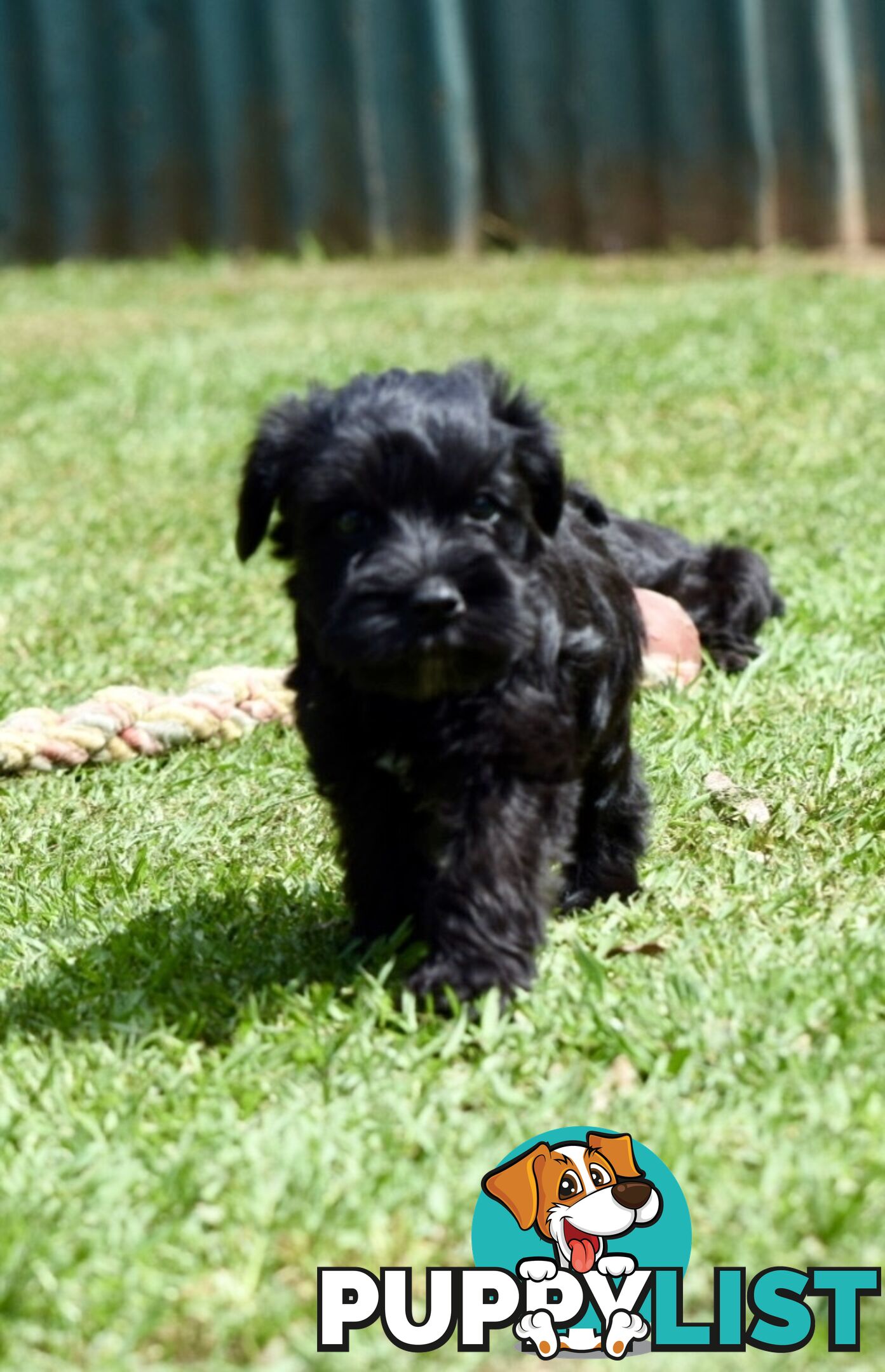 Pure schnauzer pups