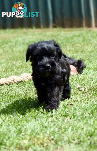 Pure schnauzer pups