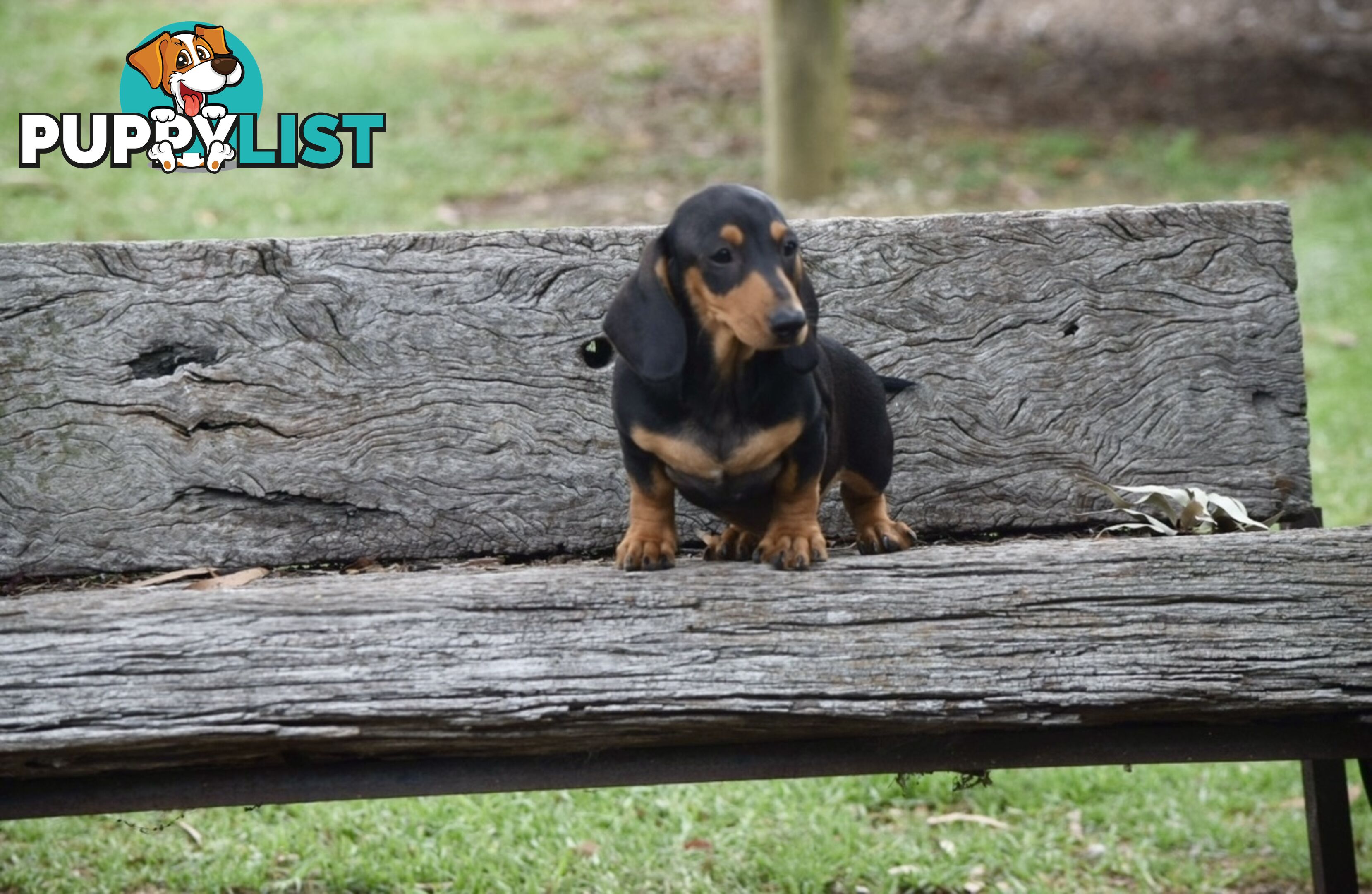 Pure mini Daschund pups