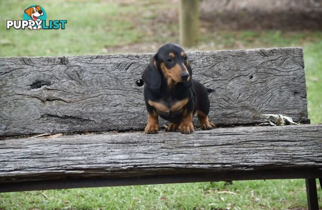 Pure mini Daschund pups