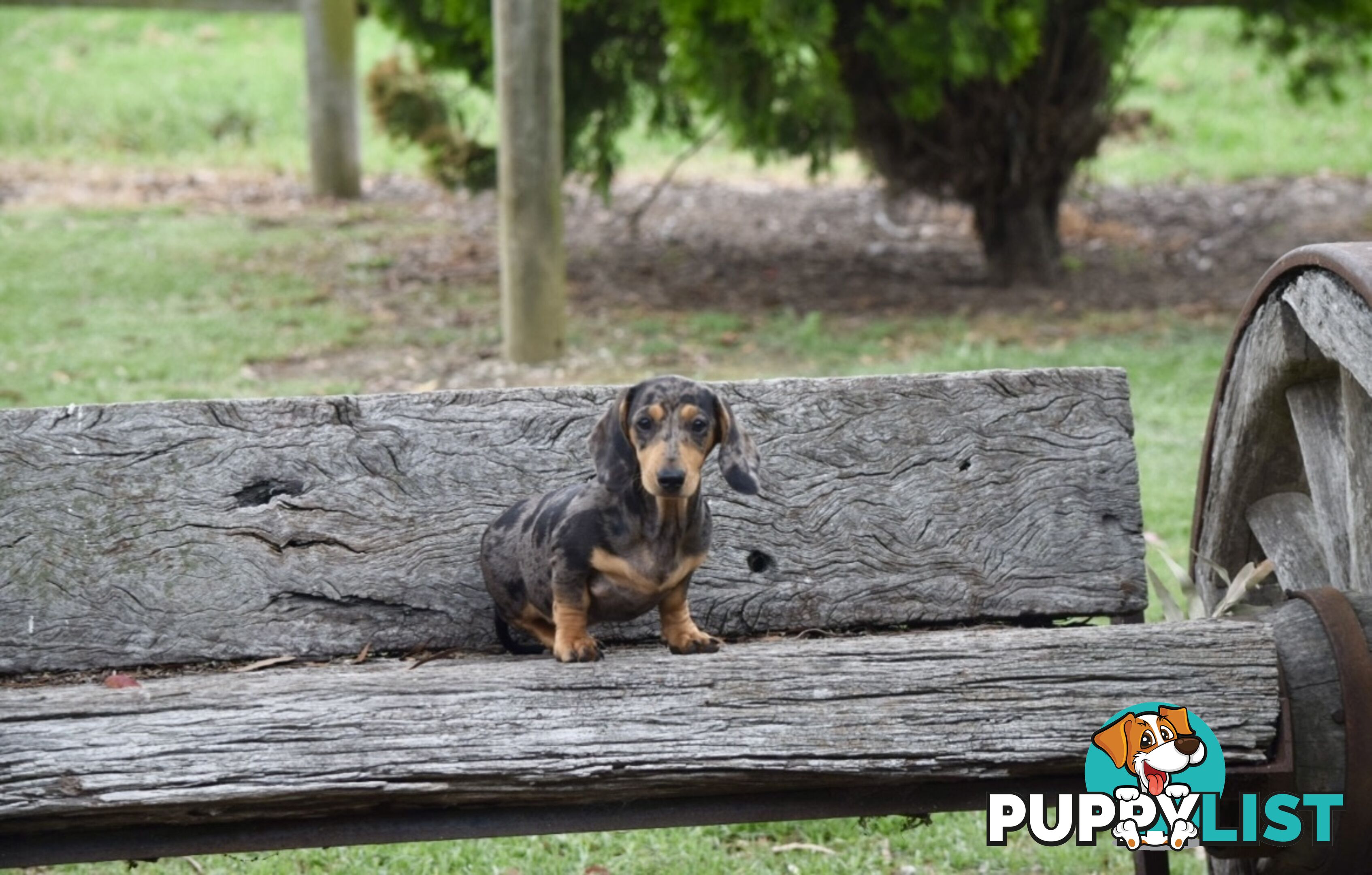 Pure mini Daschund pups