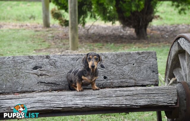 Pure mini Daschund pups