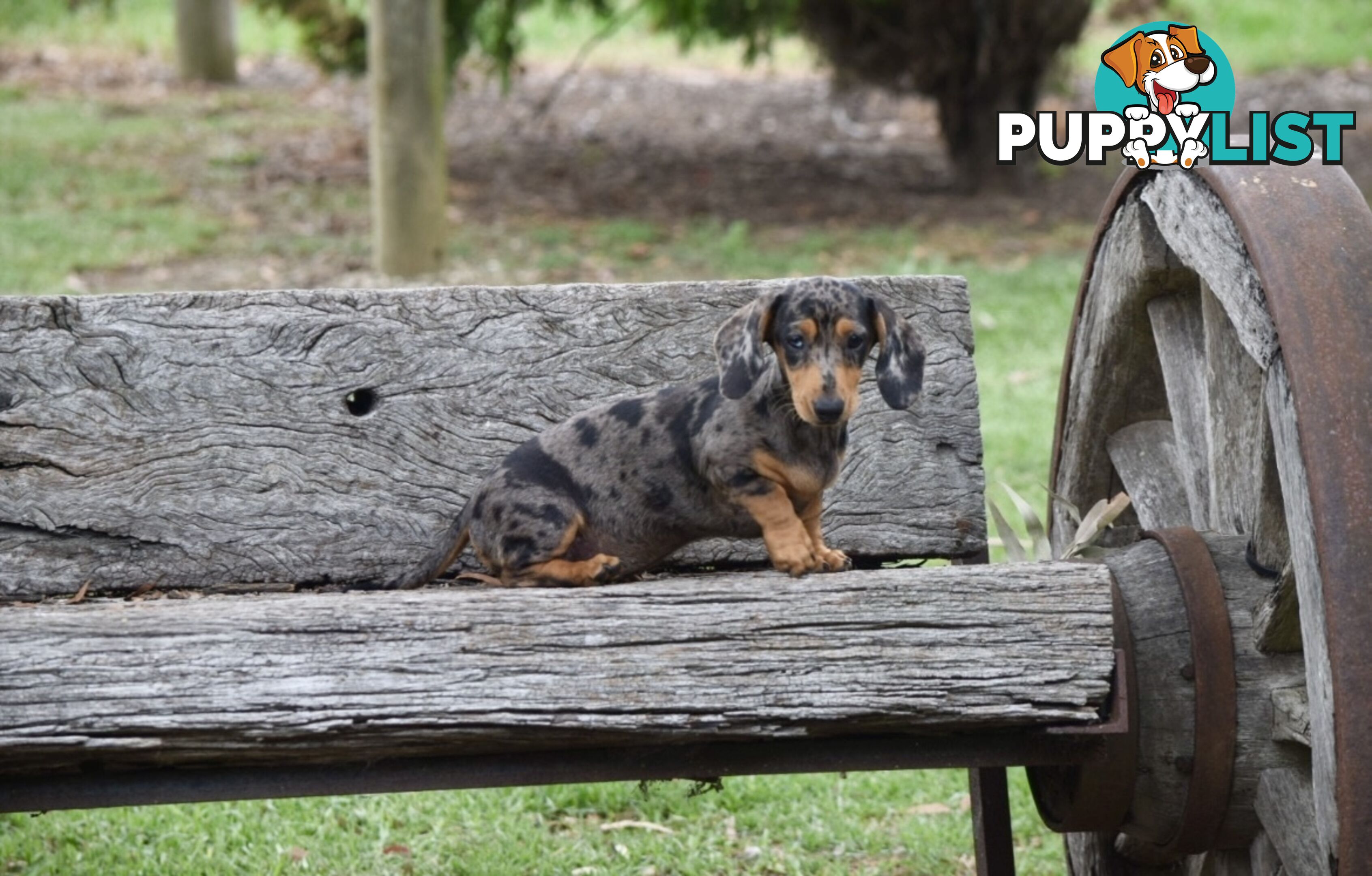 Pure mini Daschund pups